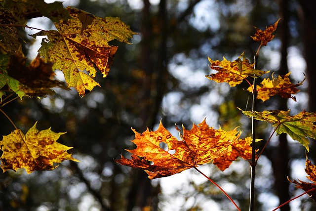 Herbst, Wald, Ahorn, Sonne, Ahornblatt