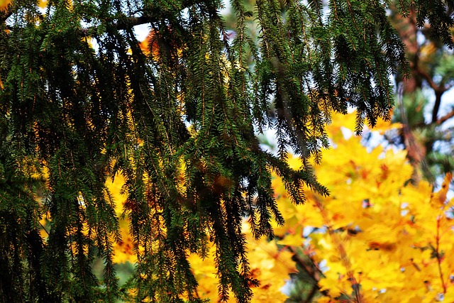 Herbst, Wald, Ahorn, Sonne, Ahornblatt