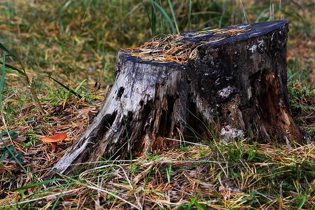 Herbst, Wald, Gras, Baumstumpf