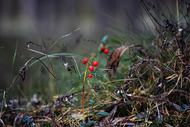 Herbst, Wald, Gras, Trockenes Gras