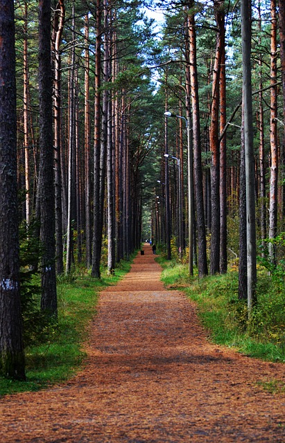 Wald, Straße, Pfad, Weg, Laufen, Kiefern
