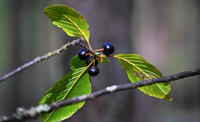 Herbst, Beeren, Laub, Blätter, Grün