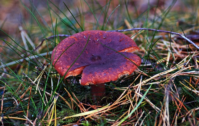 Herbst, Gras, Nadeln, Pilz, Boden, Wald