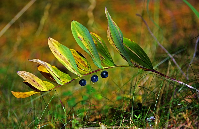 Herbst, Beeren, Laub, Blätter, Gras