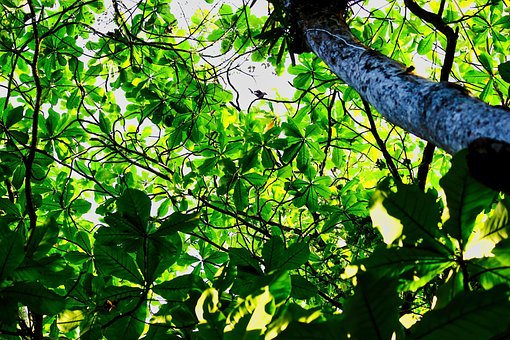 Free Tree Autumn photo and picture