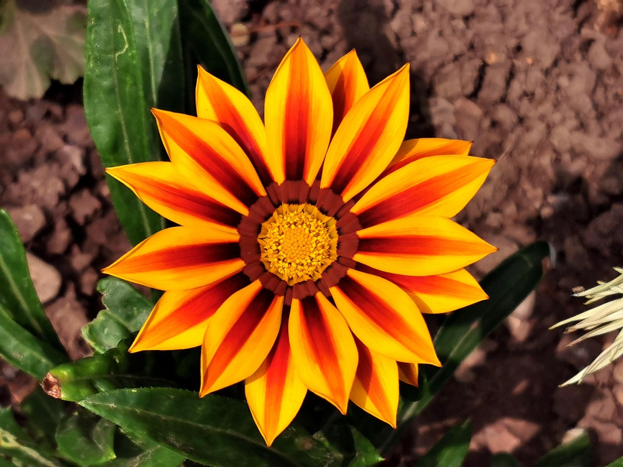 Fleur Fleurir - Photo gratuite sur Pixabay - Pixabay