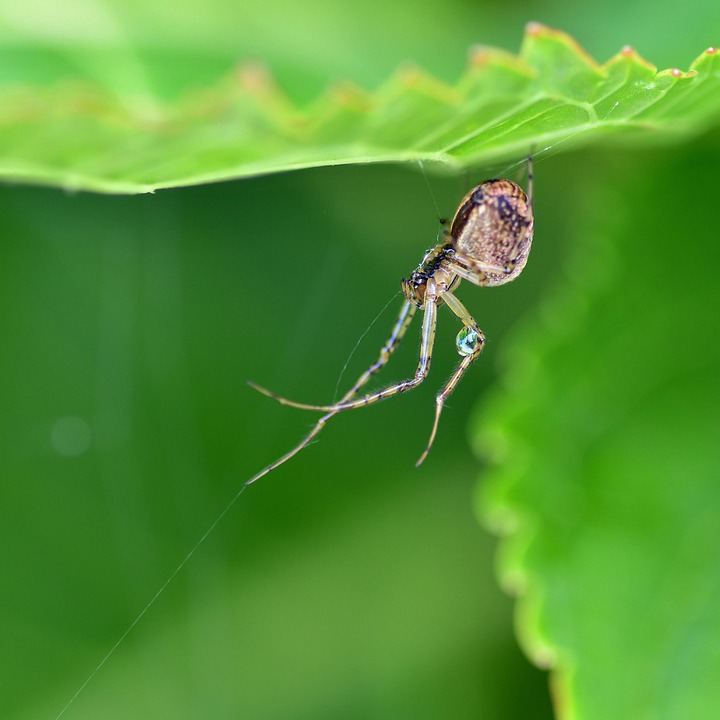 Nature Araignée Arachnide - Photo gratuite sur Pixabay - Pixabay