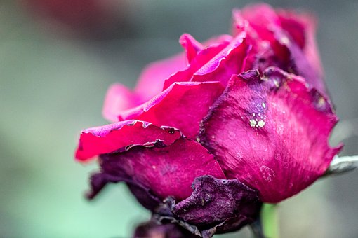 Rose, Blomst, Visner, Smukke Blomster