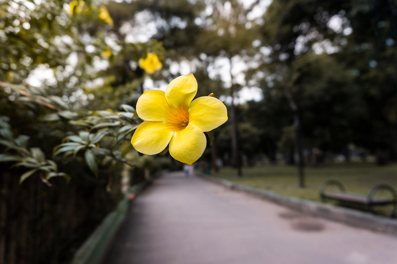 Park Blume Gelber Holunder Gelbe - Kostenloses Foto auf Pixabay - Pixabay