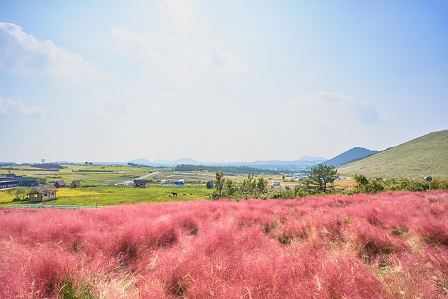 Pole, Květiny, Tráva, Muhly Tráva, Louka