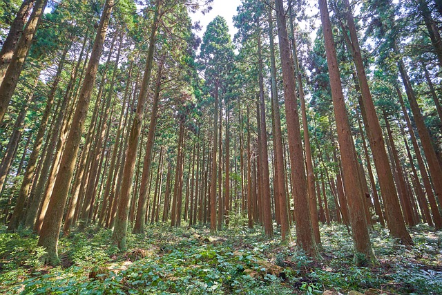 Wald, Bäume, Landschaft, Wildnis, Natur