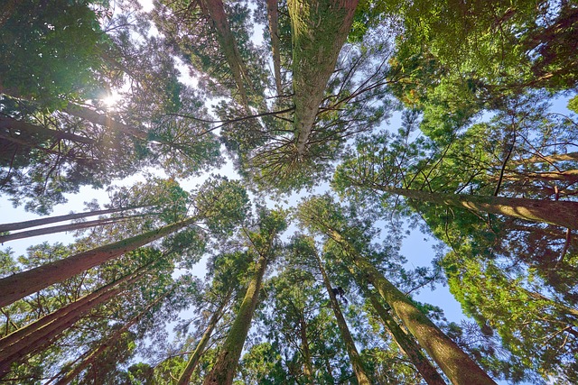 Wald, Bäume, Baumkrone, Laub, Natur