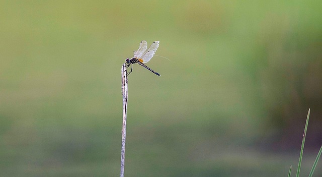 Free Nature Insect photo and picture