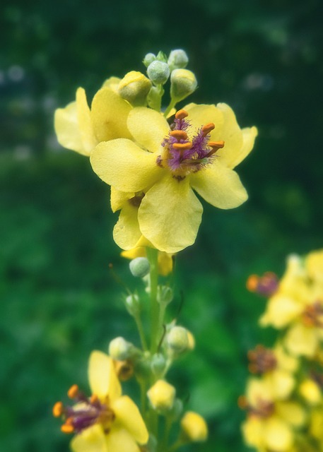 Bloom, Florescer, Planta, Flora, Pétalas