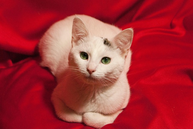 Kat, Feline, Kæledyr, Hvid Kat