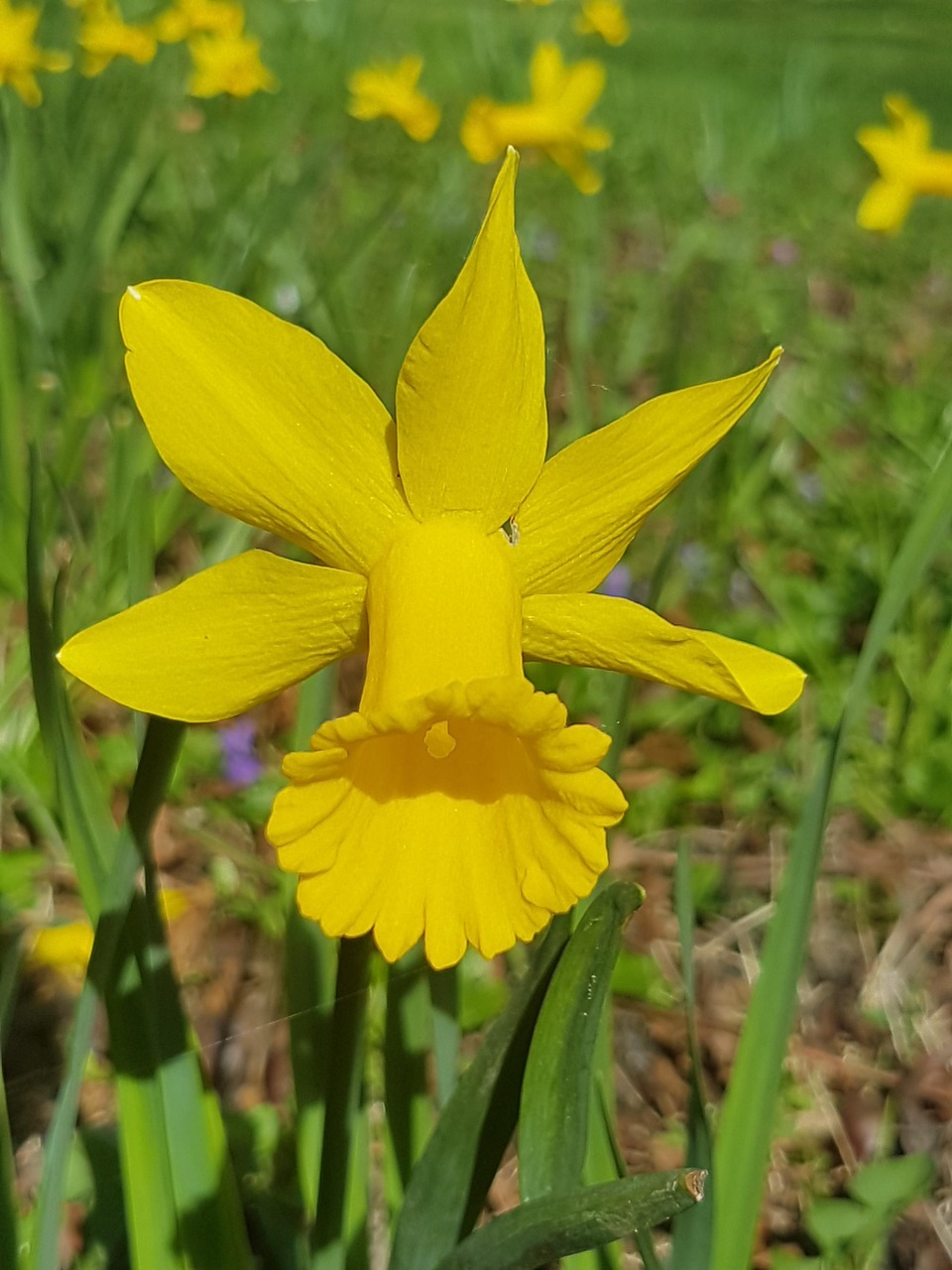 Sitemapcdatahttpsfinkedriinfophoto De Profil Nature Fleurnull