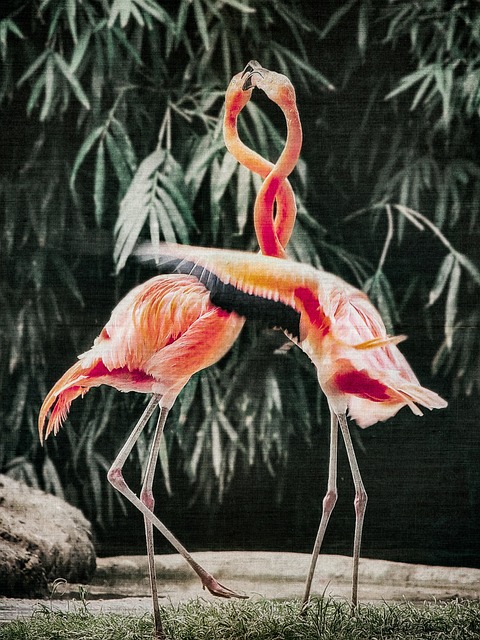 Flamingos, Vögel, Gefieder, Flügel, See