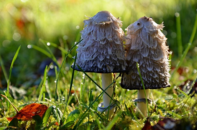 Free Mushrooms Grass photo and picture