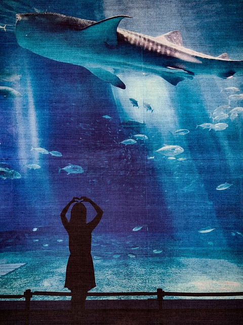 Unterwasser, Hai, Fische