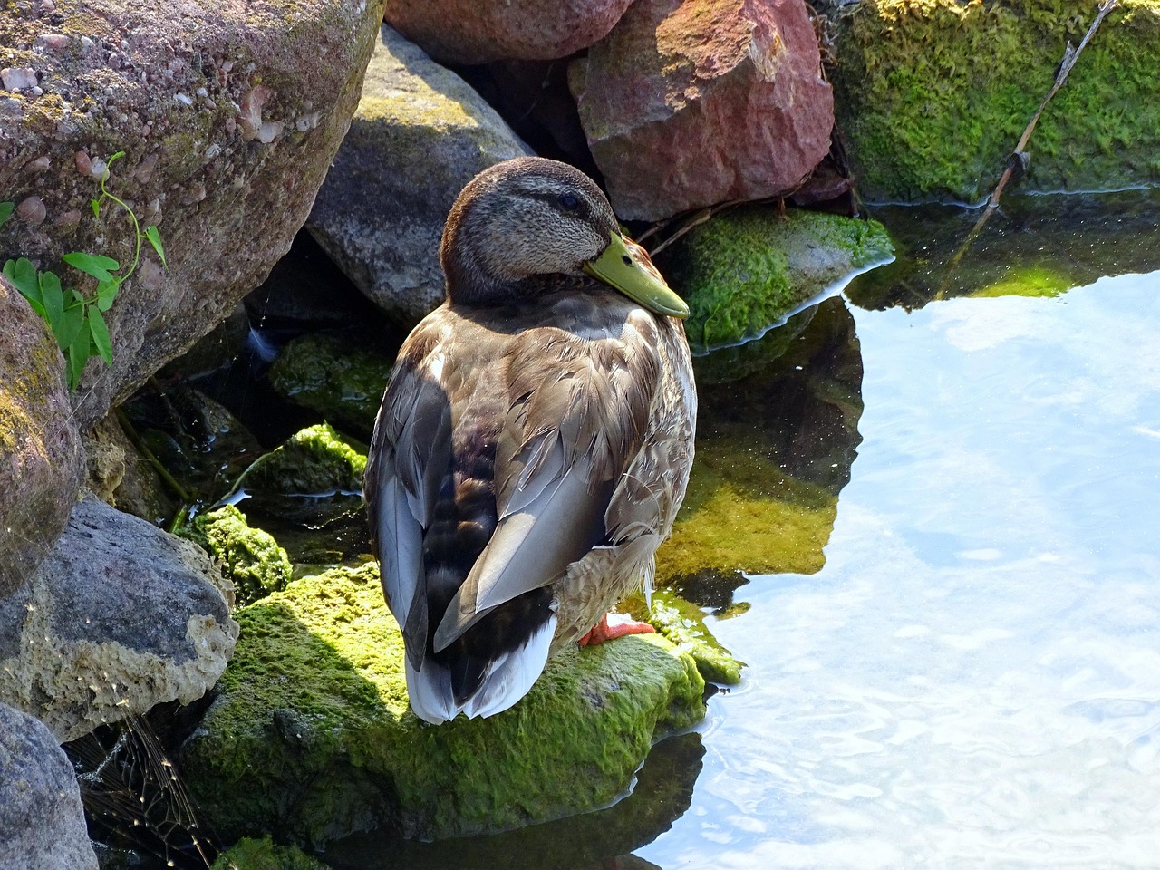 Lake Ente Natur - Kostenloses Foto auf Pixabay - Pixabay