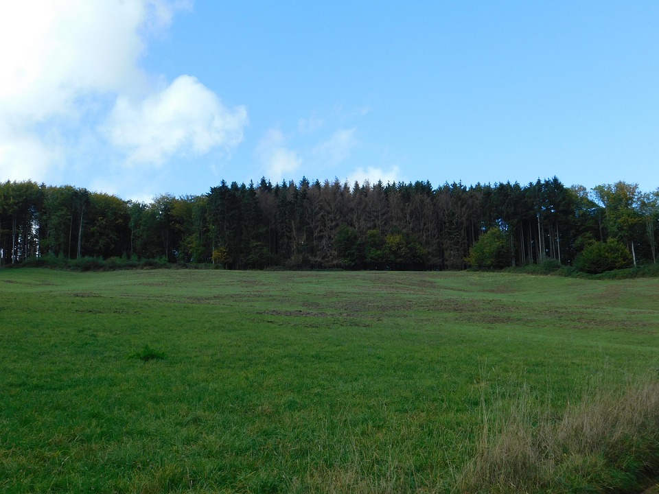 Prairie Foret Prairie Forêt Westerwald - Photo gratuite sur Pixabay - Pixabay