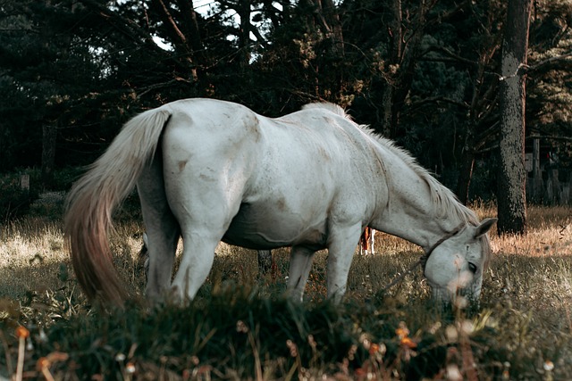 Free Horse Nature photo and picture