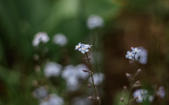 Garten, Blumen Hintergrund, Blumen