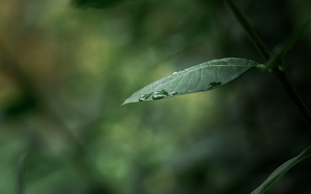 Pflanze, Blatt, Tau, Tautropfen