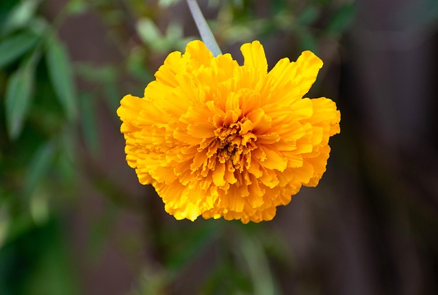 Garden Flower Marigold Yellow - Free photo on Pixabay - Pixabay