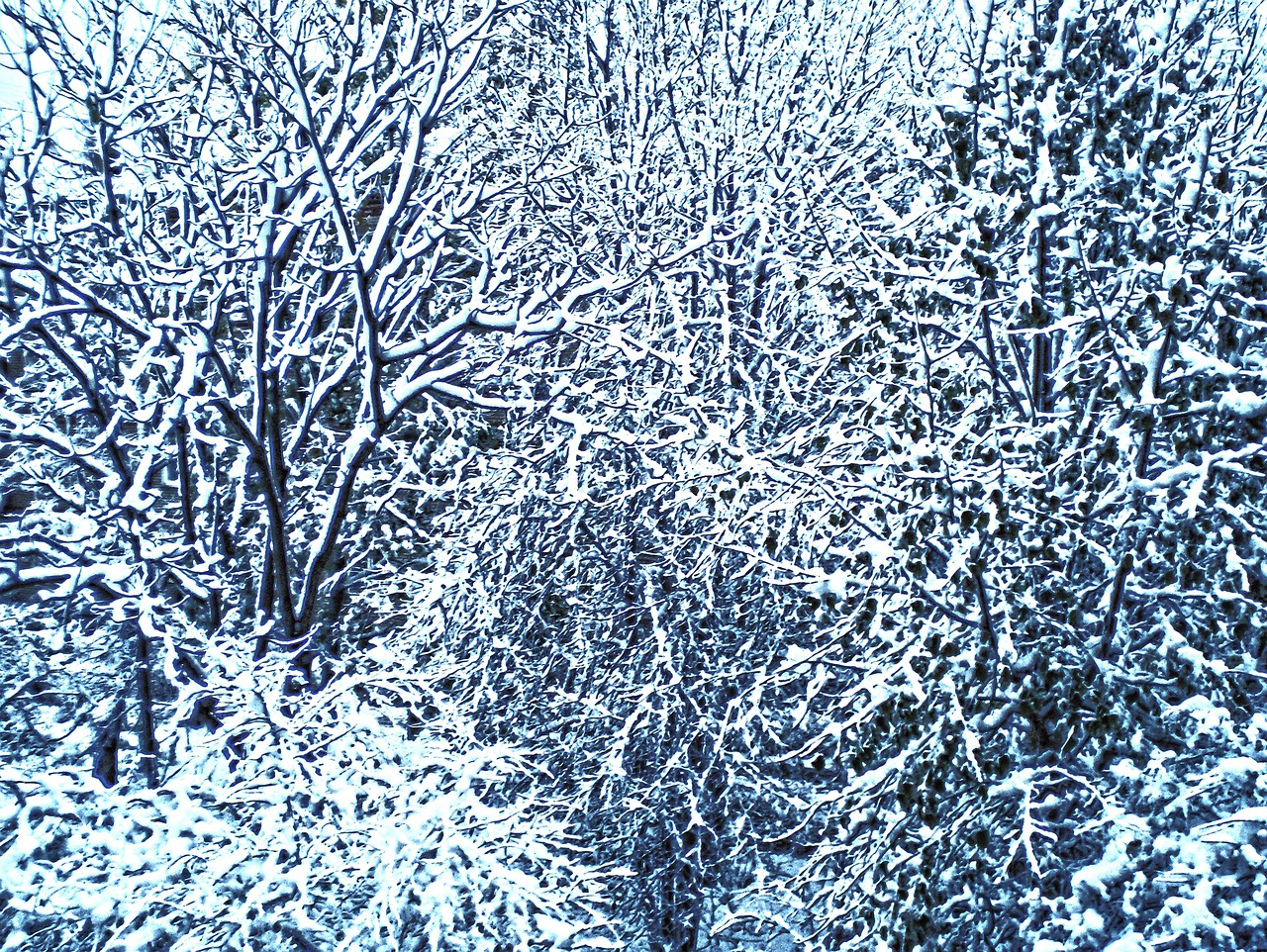 Download Forest Snow Winter Royalty-Free Stock Illustration Image - Pixabay