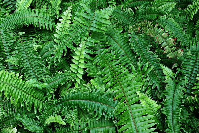 Free Plants Leaves photo and picture