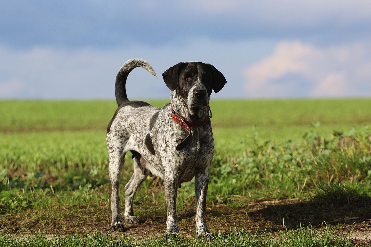 Aiguille Chien Animal De - Photo gratuite sur Pixabay - Pixabay
