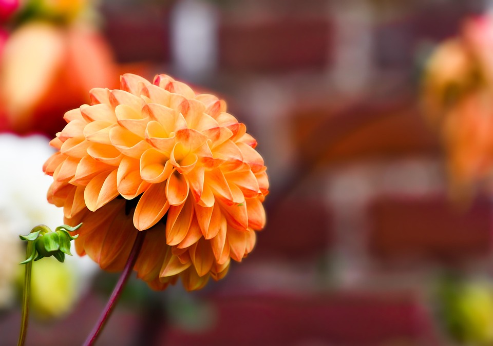 ダリア 花 ブルーム 1 Pixabayの無料写真