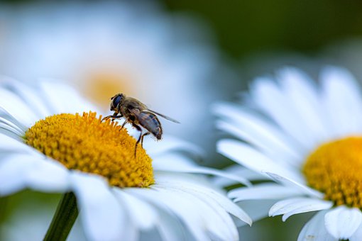 Have, Smukke Blomster, Blomster, Bi