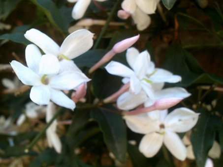 Bloem, Wit, Delicaat, Bloesem, Tuin