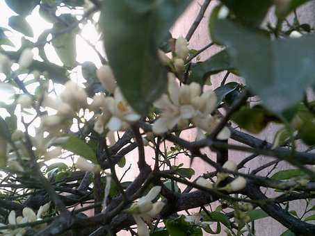 Citroen, De Lente, Vers, Natuur, Citrus