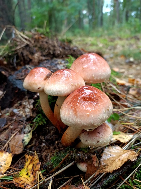 Free Mushrooms Forest photo and picture