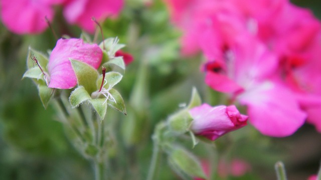 Free Flowers Spring photo and picture