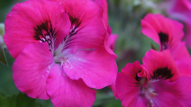Free Flowers Spring photo and picture