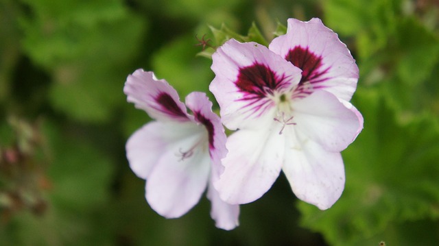 Free Flowers Spring photo and picture
