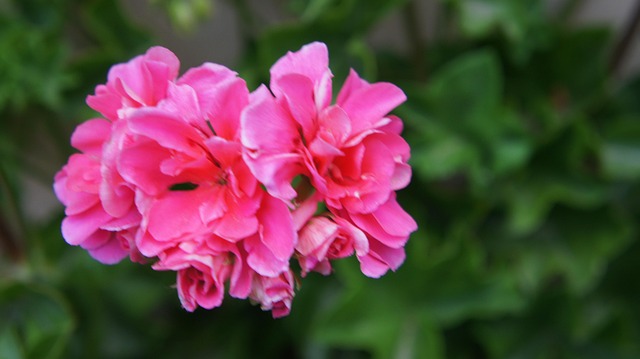 Free Flowers Spring photo and picture