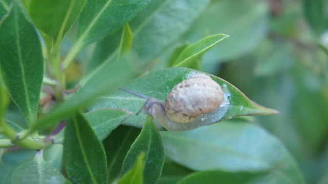 Free Snail Flowers photo and picture