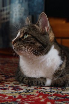 Free Cat Ki photo and picture