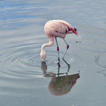 Flamingo, Vogel, Rosa, Gefieder, Natur