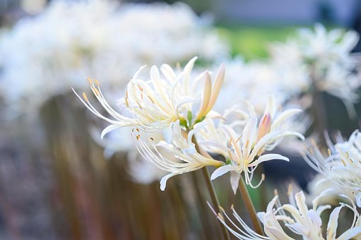 超过0 张关于 白花百合 和 花 的免费图片 Pixabay