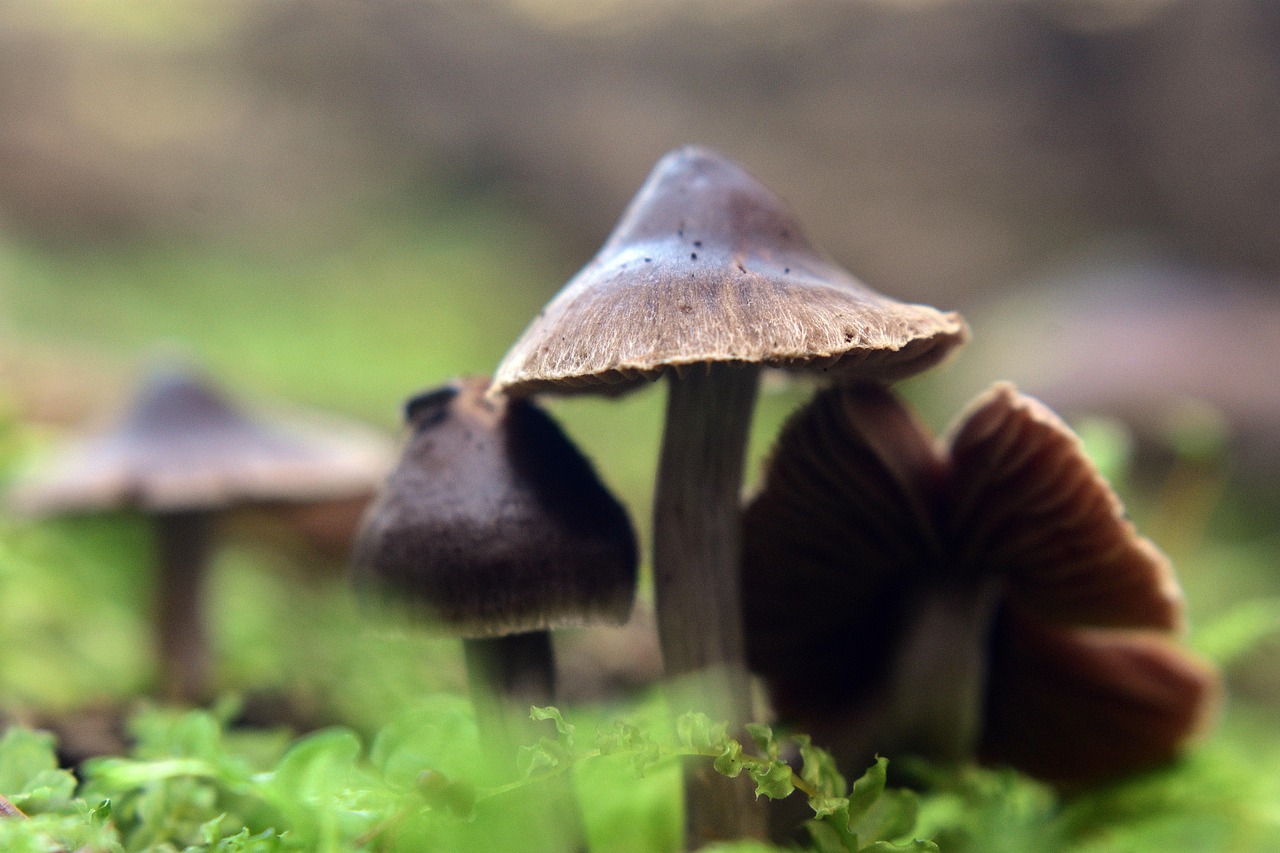 Wald Pilze Fliegenpilze - Kostenloses Foto auf Pixabay - Pixabay