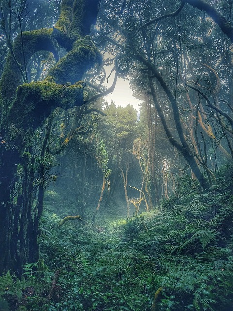 Wald, Nebelwald, Märchenwald, Grün