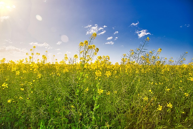 Free Meadow Field photo and picture