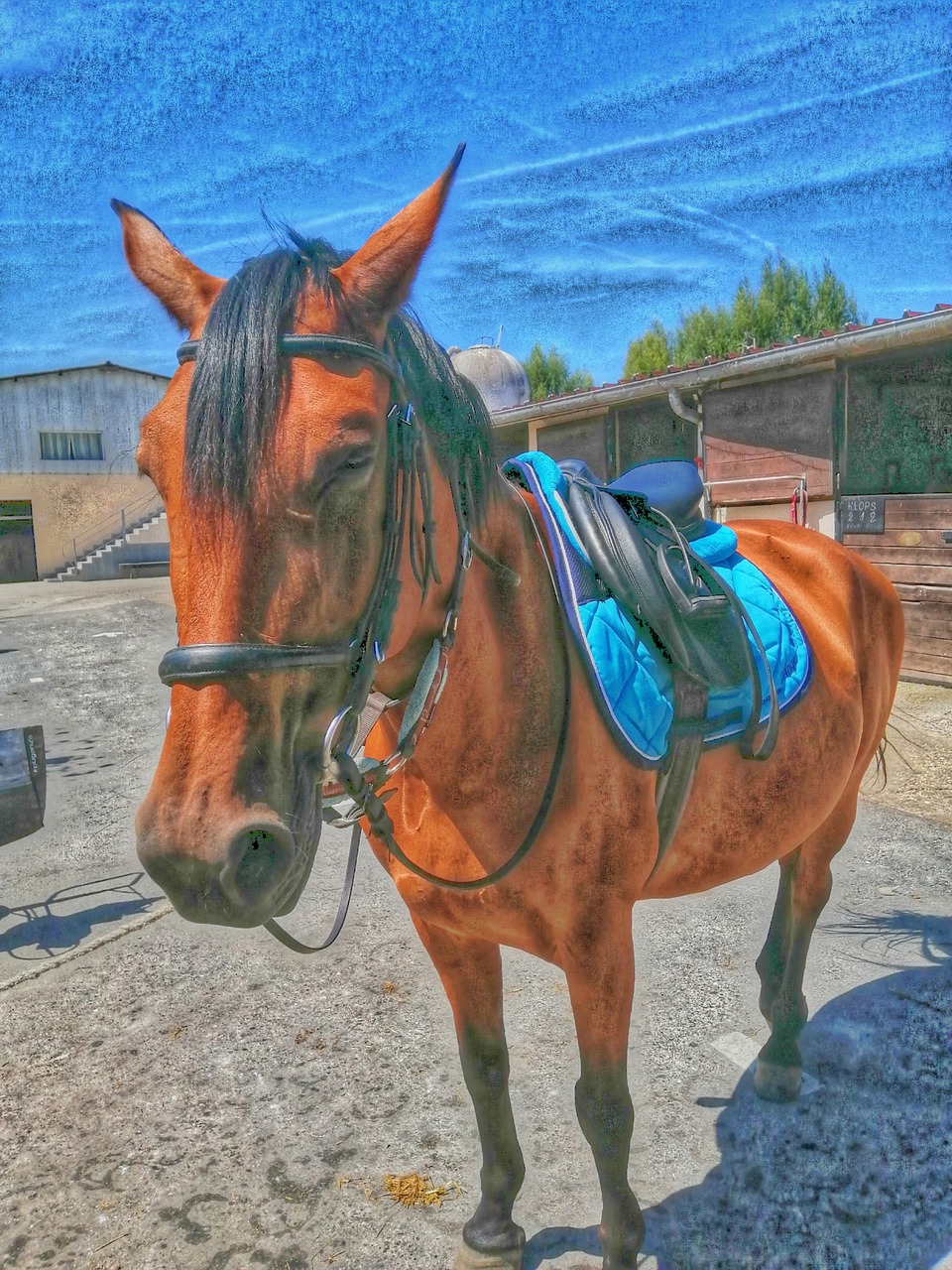 Bride à brac Hermès cheval (Neuf (Voir description)) à pour CHF 500