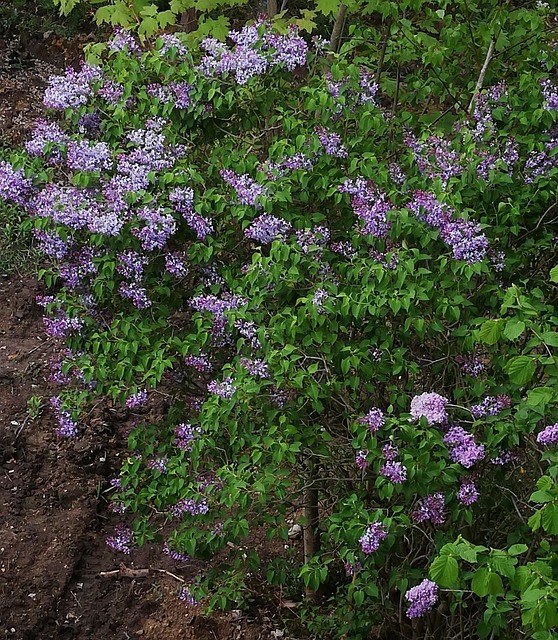 Free Lilac Blossoms photo and picture